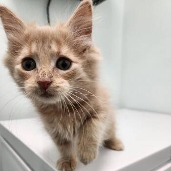 Beef Stroganoff -  Domestic Medium Hair Cat for Adoption in Clavet, Saskatchewan - Beef Stroganoff | PetCurious