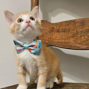 Joey -  Domestic Short Hair Cat for Adoption in New Albany, Ohio - Joey | PetCurious