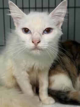 Rescue Domestic Medium Hair Cats for Adoption in Fort Walton Beach, Florida - SNOWBALL | PetCurious