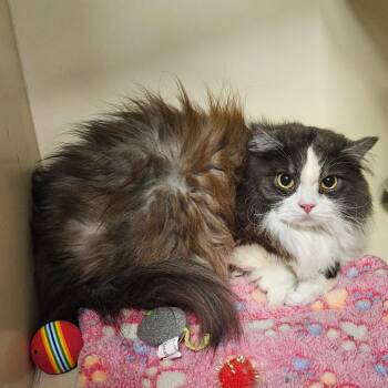 Peanut -  Persian and Mixed Breed Cat for Adoption in Oak Brook, Illinois - Peanut | PetCurious