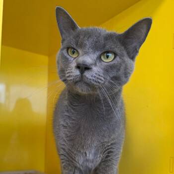 Wolfie -  Domestic Short Hair Cat for Adoption in Abilene, Texas - Wolfie | PetCurious