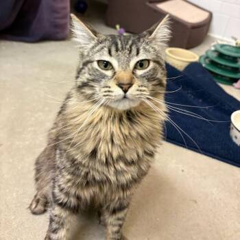 Domestic Medium Hair Cats Available for Adoption in Pittsburgh, Pennsylvania - Kuina | PetCurious