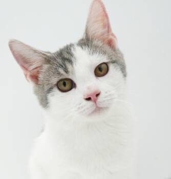 Sno is such a snuggly bug - EPIC Sweet - OLD ENOUGH TO GO SOLO -  Turkish Van Cat for Adoption in Bedford Hills, New York - Sno Is Such A Snuggly Bug - EPIC Sweet - OLD ENOUGH TO GO SOLO | PetCurious