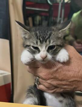 Vegas -  Domestic Short Hair Cat for Adoption in Ben Avon, Pennsylvania - Vegas | PetCurious