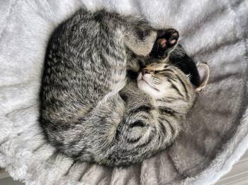 Rescue Domestic Short Hair Cats for Adoption in Murfreesboro, Tennessee - Honor | PetCurious