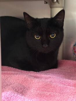 Domestic Short Hair Cats Available for Adoption in Gillette, Wyoming - Bowie | PetCurious