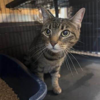 Nia -  Domestic Short Hair Cat Available for Adoption in Enterprise, Alabama - Nia | PetCurious
