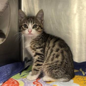 PACO -  Domestic Short Hair Cat for Adoption - PACO | PetCurious