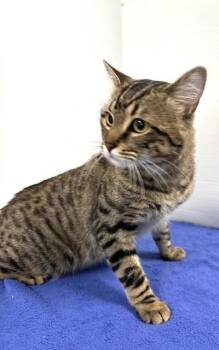 Domestic Short Hair Cats Available for Adoption in Hawk Point, Missouri - Jordan | PetCurious