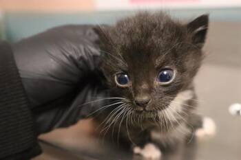 SQUIDWARD -  Domestic Short Hair Cat for Adoption in Columbia, South Carolina - SQUIDWARD | PetCurious