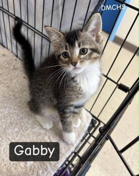 Gabby -  Domestic Medium Hair Cat for Adoption in Burlington, Iowa - Gabby | PetCurious