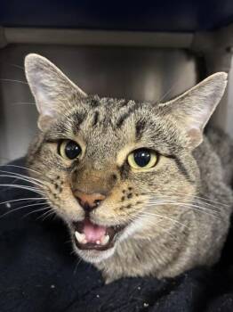 Vite Vite -  Domestic Short Hair Cat for Adoption in Richmond, Virginia - Vite Vite | PetCurious