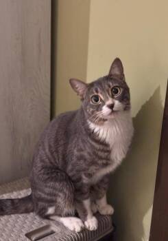 Egyptian Mau and Bengal Cats Available for Adoption in Wolcott, Connecticut - Bokloz | PetCurious