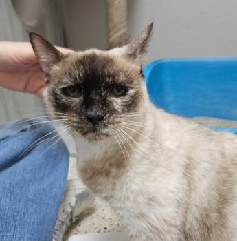 Siamese Cats Available for Adoption in Los Angeles, California - Rumi | PetCurious