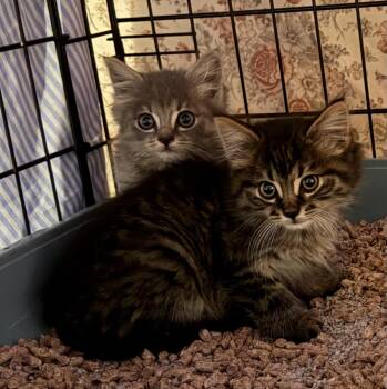 Foster/socialize to adopt and there