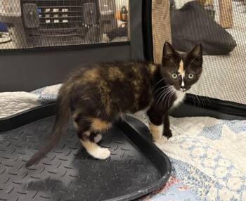 Kira -  Domestic Short Hair and Calico Cat for Adoption in Mccormick, South Carolina - Kira | PetCurious