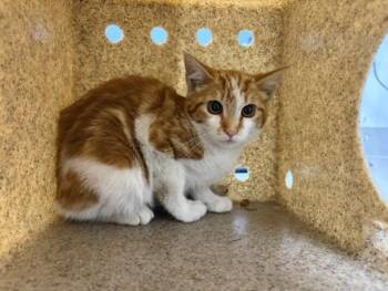 FRENCH FRY -  Domestic Short Hair Cat for Adoption in Loveland, Colorado - FRENCH FRY | PetCurious