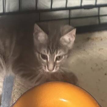 Ivory -  Domestic Short Hair Cat Available for Adoption in Mount Laurel Township, New Jersey - Ivory | PetCurious