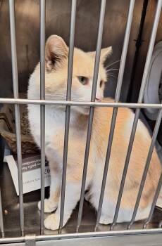 Pretty Boy -  Domestic Short Hair Cat for Adoption in Stanton, Kentucky - Pretty Boy | PetCurious