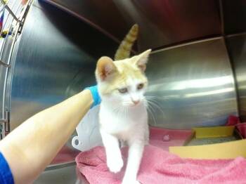 FIBBER -  Domestic Short Hair Cat for Adoption in Omaha, Nebraska - FIBBER | PetCurious