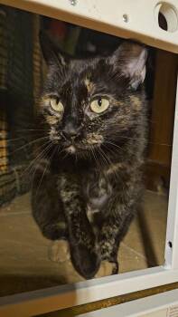 Rescue Tortoiseshell Cats for Adoption in New York, New York - MOTLEY N ~ Playful Tortie! | PetCurious