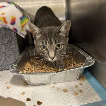 Breadstick -  Domestic Short Hair Cat for Adoption in Salt Lake City, Utah - Breadstick | PetCurious
