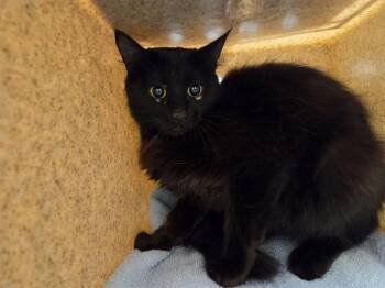 BARN CAT GLADOS -  Domestic Medium Hair Cat for Adoption in Kent, Washington - BARN CAT GLADOS | PetCurious