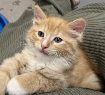 Rocky -  Domestic Long Hair Cat for Adoption in Port Washington, Wisconsin - Rocky | PetCurious