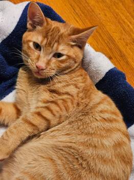 Huie -  Tabby Cat for Adoption in Columbia, South Carolina - Huie | PetCurious