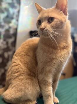 Gaston -  Domestic Short Hair Cat for Adoption in Montreal, Quebec - Gaston | PetCurious