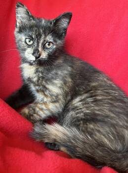 Wren -  Dilute Tortoiseshell Cat for Adoption in Hood River, Oregon - Wren | PetCurious
