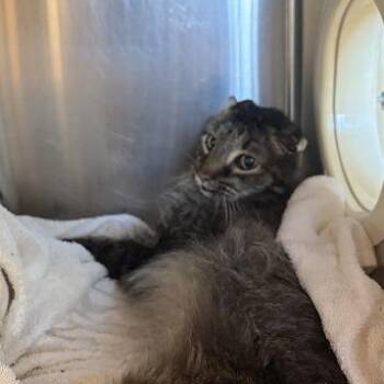 Leopold -  Domestic Long Hair Cat for Adoption in Asheville, North Carolina - Leopold | PetCurious