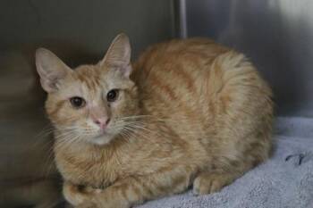 Domestic Short Hair Cats Available for Adoption in Brunswick, Georgia - Sunshine | PetCurious