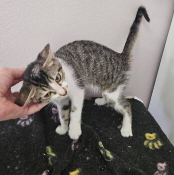Abigail -  Domestic Short Hair Cat for Adoption in Austin, Texas - Abigail | PetCurious