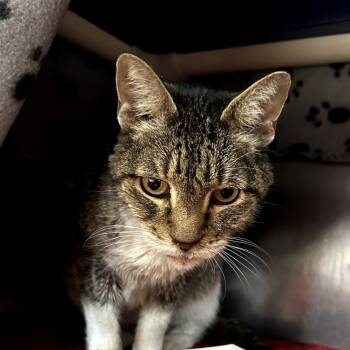 Rescue Domestic Short Hair Cats for Adoption in Austin, Texas - Mama Cat | PetCurious