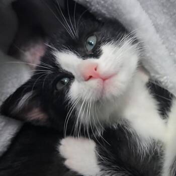 Panda -  Domestic Short Hair Cat for Adoption in Chattanooga, Tennessee - Panda | PetCurious