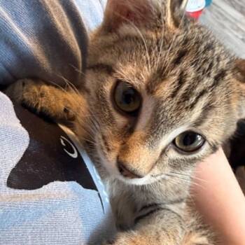 Mouse -  Domestic Short Hair Cat for Adoption in Lyndhurst, Virginia - Mouse | PetCurious