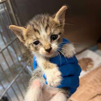 Apple Blossom -  Domestic Short Hair Cat for Adoption in Edinburg, Texas - Apple Blossom | PetCurious