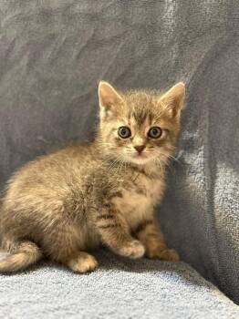 Domestic Short Hair Cats Available for Adoption in Warner Robins, Georgia - Okame | PetCurious