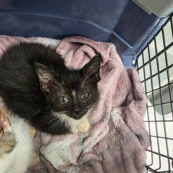 Georgie -  Domestic Short Hair Cat Available for Adoption in Duncan, Oklahoma - Georgie | PetCurious
