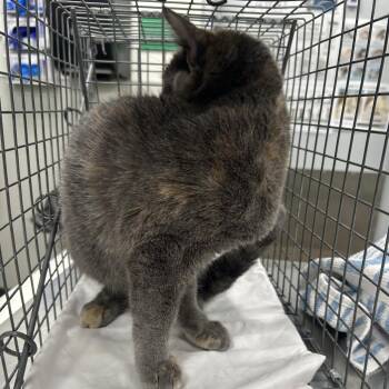 112714 -  Domestic Short Hair Cat for Adoption in Las Cruces, New Mexico - 112714 | PetCurious