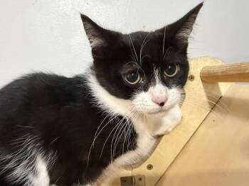 Baby George -  Domestic Short Hair Cat for Adoption in Powell, Ohio - Baby George | PetCurious