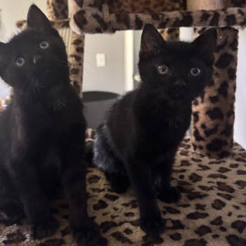 Rescue Domestic Short Hair Cats for Adoption - Phoebe | PetCurious