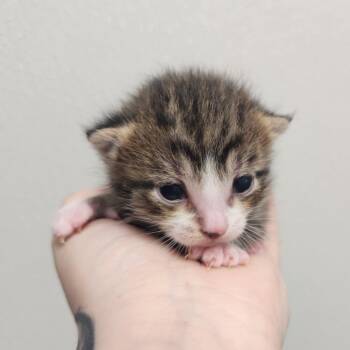 Scuffle -  Domestic Short Hair Cat Available for Adoption in North Battleford, Saskatchewan - Scuffle | PetCurious