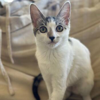 Rescue Domestic Short Hair Cats for Adoption in Los Angeles, California - Piper | PetCurious