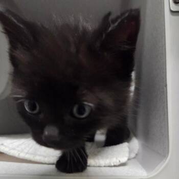 Badger -  Domestic Short Hair Cat for Adoption in Priest River, Idaho - Badger | PetCurious
