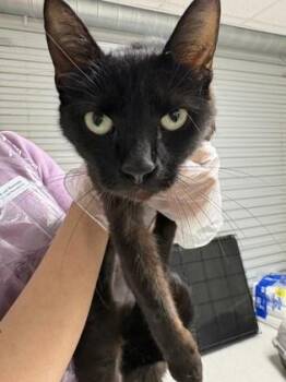 Domestic Short Hair Cats Available for Adoption in San Antonio, Texas - Potion | PetCurious