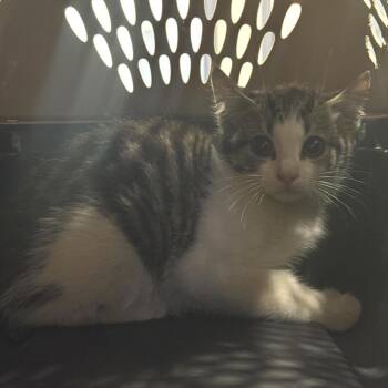 Gnome -  Domestic Short Hair Cat for Adoption in Charlottesville, Virginia - Gnome | PetCurious