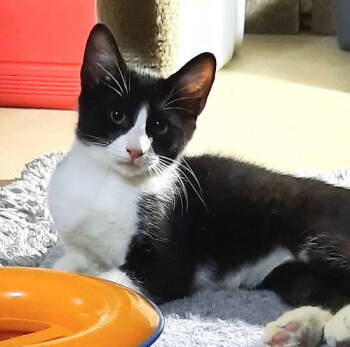 Rescue Domestic Short Hair Cats for Adoption in Seal Beach, California - Kitten Ignatius | PetCurious