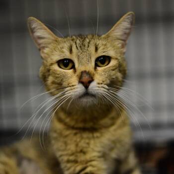Bonita -  Domestic Short Hair Cat for Adoption in Idaho Falls, Idaho - Bonita | PetCurious